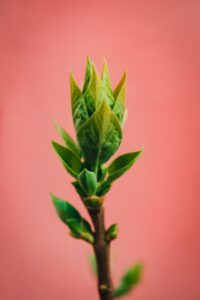 green leaf in close up photography